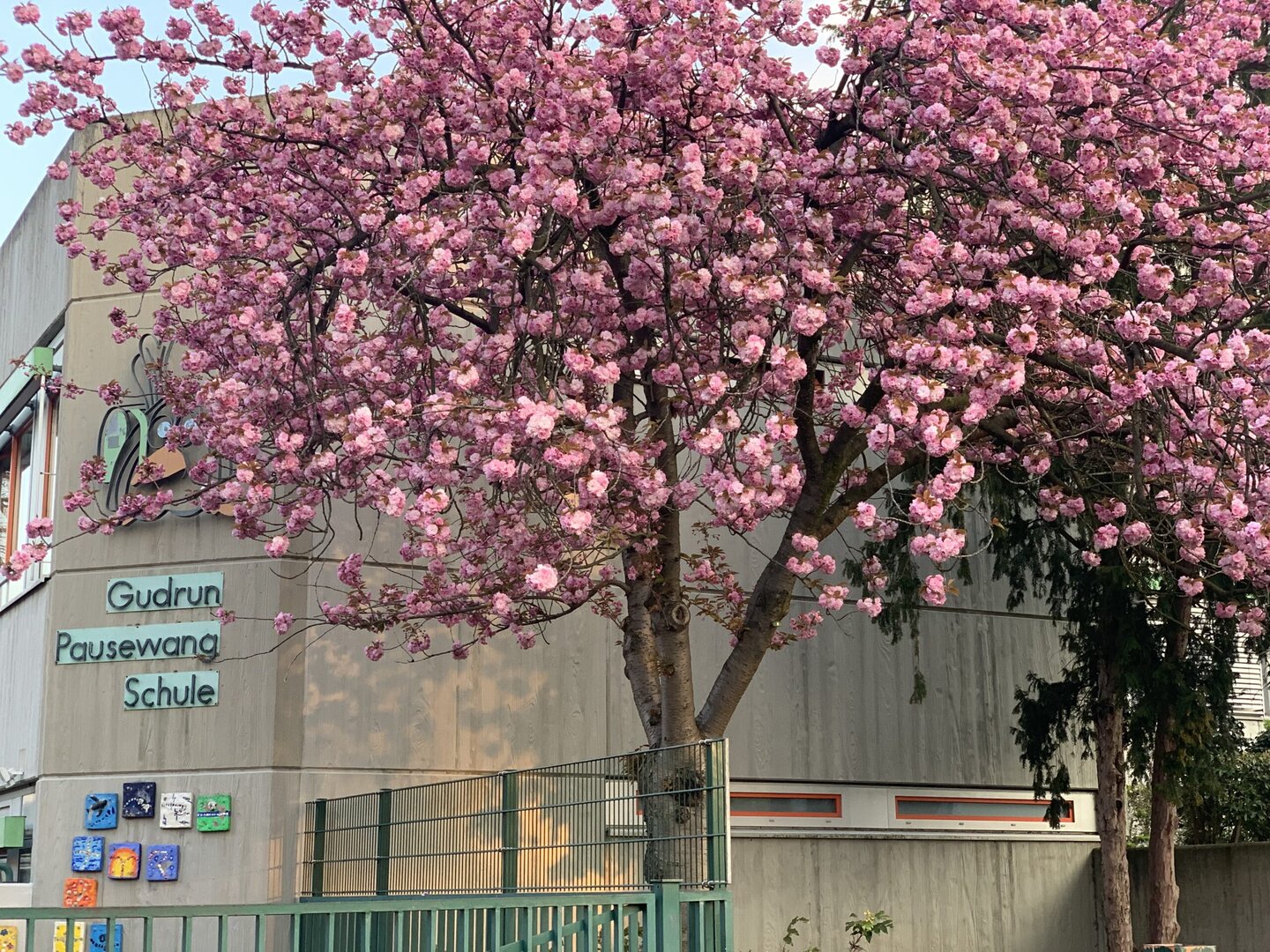 Gudrun-Pausewang-Schule Bergheim mit blühendem Kirschbaum